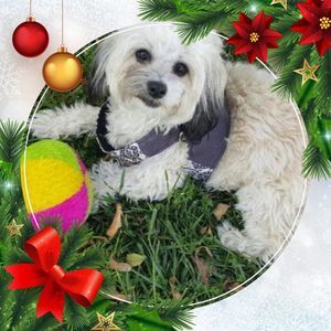 Meet your Posher, Aster